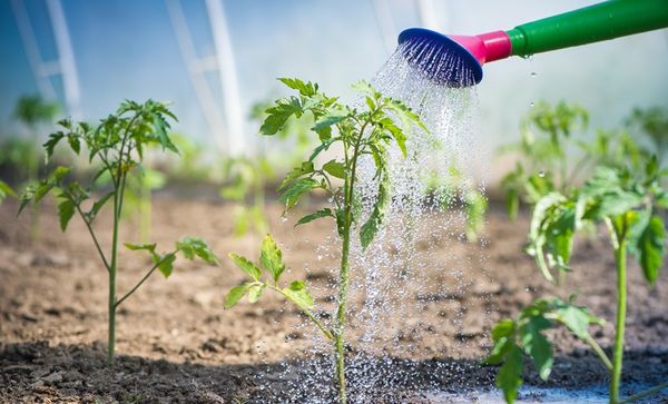  Watering should be carried out with warm, separated water.