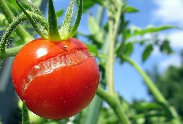  Cracking of the fruit of the Buyane can occur due to high humidity