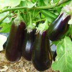  Variétés d'aubergines précoces