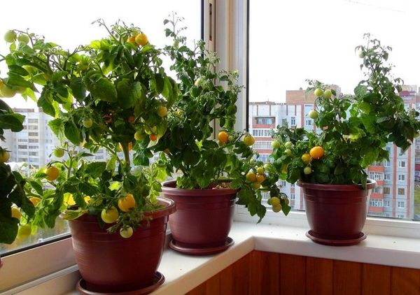  Pencere üzerinde kiraz domates yetiştirme