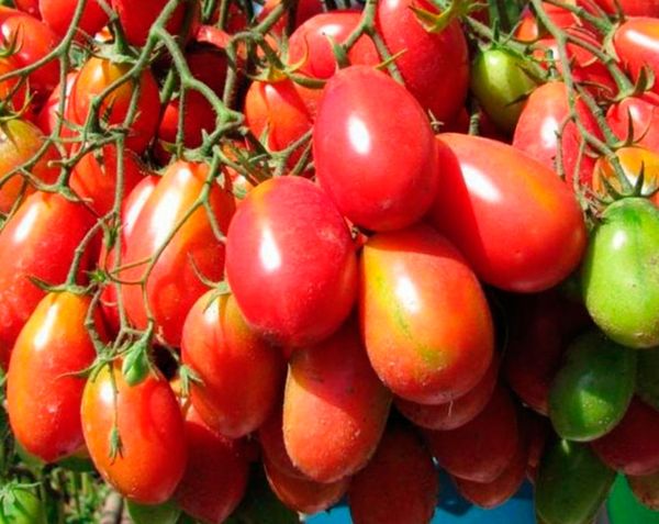  Chio Chio San'un meyveleri, hasattan sonra bile olgunlaşabilir.