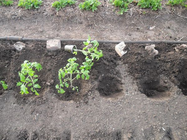  토마토 모종은 5 월 중순 경에 땅에 심어진다.