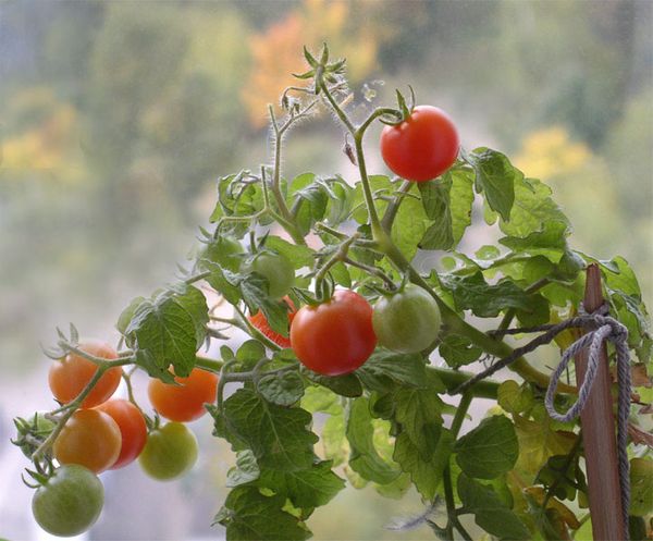 Импелите от ампели домати, могат да бъдат оставени 1 или 2 стъбла