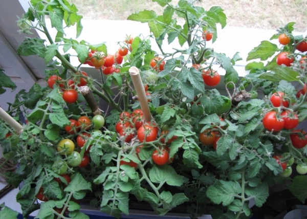  Faire pousser une tomate sur le rebord de la fenêtre