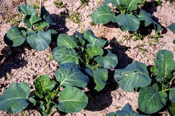  Le lit avec du chou Romanesco doit être désherbé, en assouplissant le sol