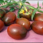  Các loại cà chua phổ biến nhất