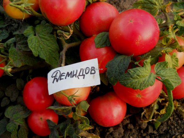  Tomate Demidov a besoin d'une parcelle de sol fertile et bien éclairée