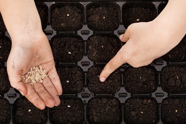  Plantar sementes em março-abril