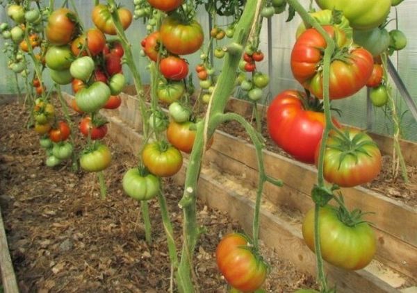  Variedad de tomate rosa salvaje