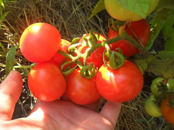  Beschreibung und Eigenschaften der Tomate Perseus