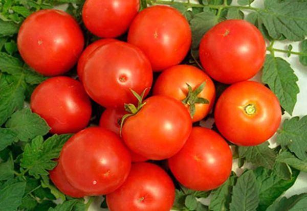  Penerangan dan ciri-ciri tomato Yamal