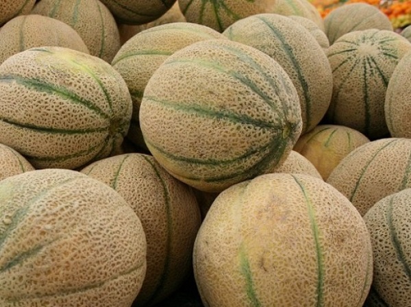  Les avantages et les inconvénients du cantaloup