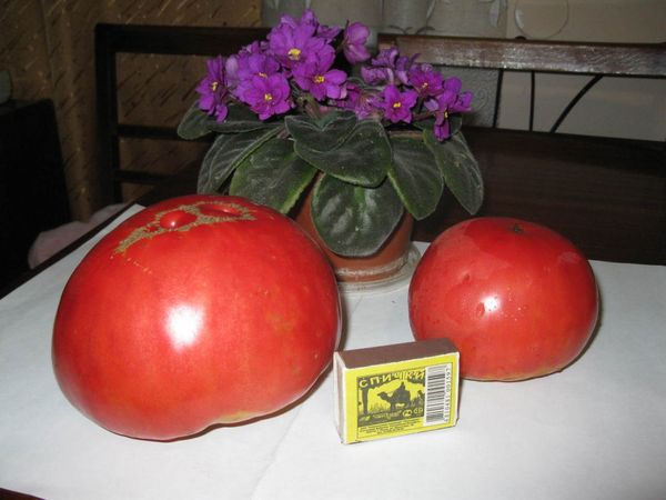  Kebaikan dan keburukan tomato
