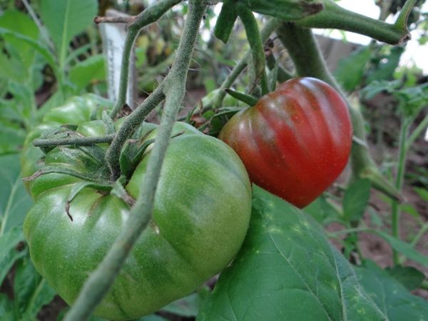  Pastèque tomate