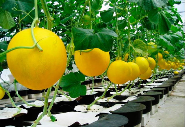  Cultiver des melons dans la serre