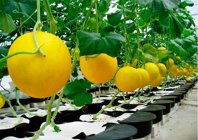  Cultiver des melons dans la serre