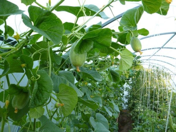  Les ovaires des futurs melons sur les buissons de la serre