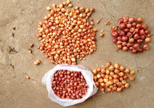  Si se compran semillas pequeñas, deben seleccionarse en la etapa de adquisición sin procesar