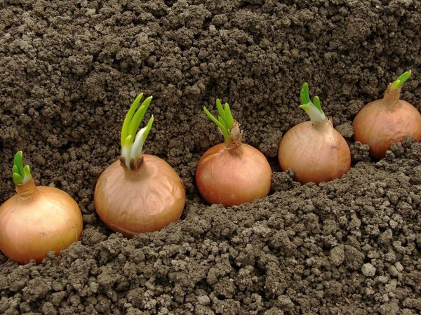  La lavorazione delle cipolle attiva la crescita di verdure e rape