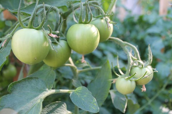  Tomate Evpator produce una gran cosecha solo bajo las condiciones de la tecnología agrícola