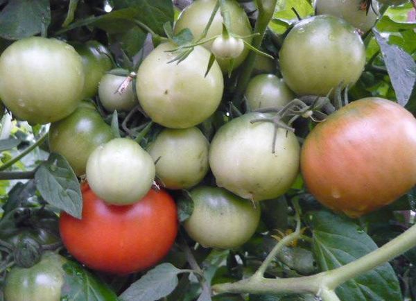  Pomodoro della varietà Ultra Early