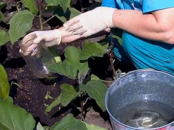  L'alimentation des aubergines fait partie intégrante des soins, il est recommandé de les effectuer au moins cinq fois par saison.