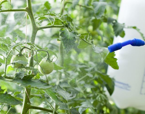  Fungicida de processamento de tomate na estação de crescimento