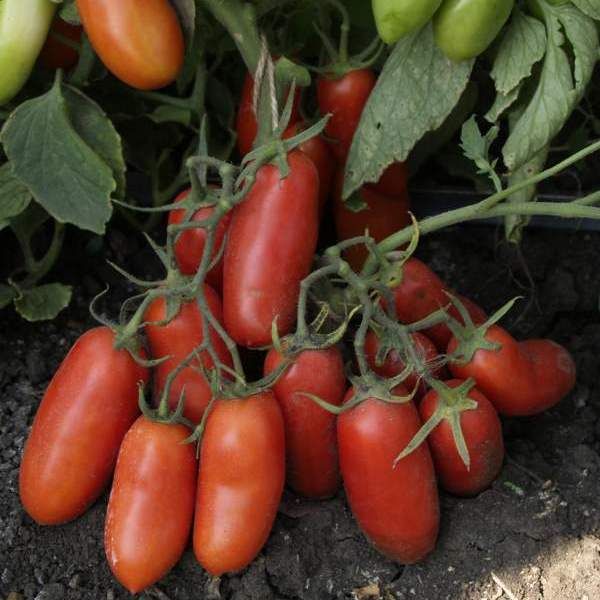 Разновидност на домати от вида Gulliver