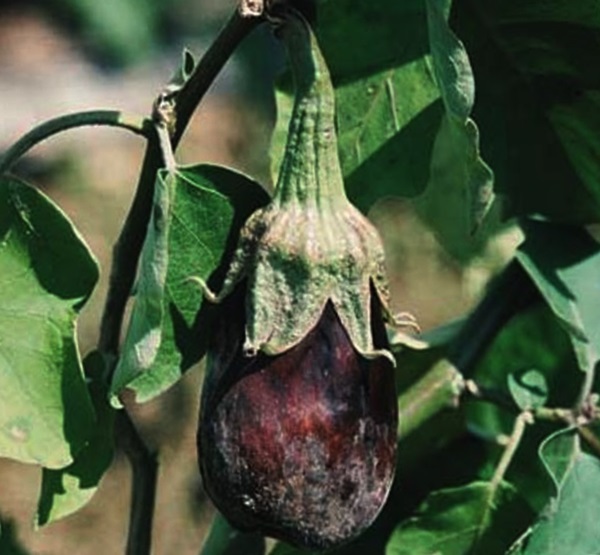  Maladie Aubergine