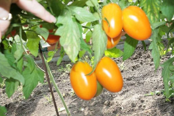  Description et caractéristiques de Goldfish tomate