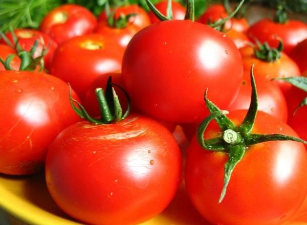  Tomato ladang kolektif berbuah