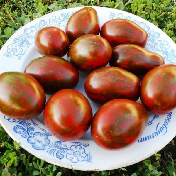  Tomaten-Schwarzmoor