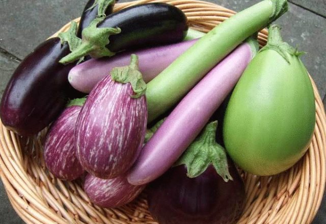  Les meilleures variétés d'aubergines