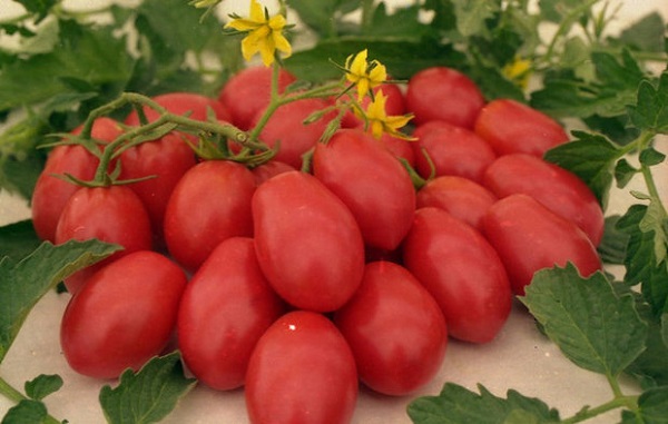  Ракетен домати