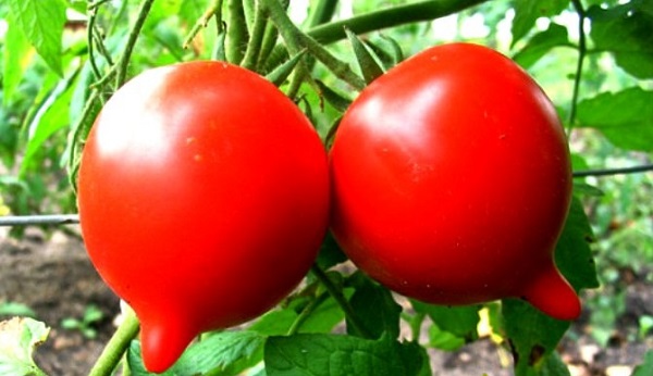  Aniversário de tomate tarasenko