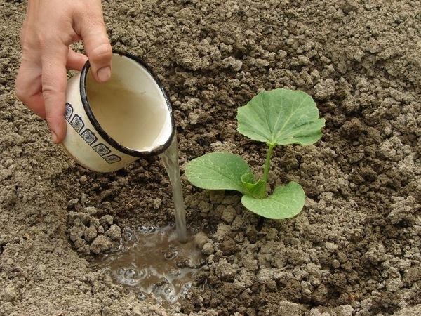  Arrosage des plants produits le matin ou le soir