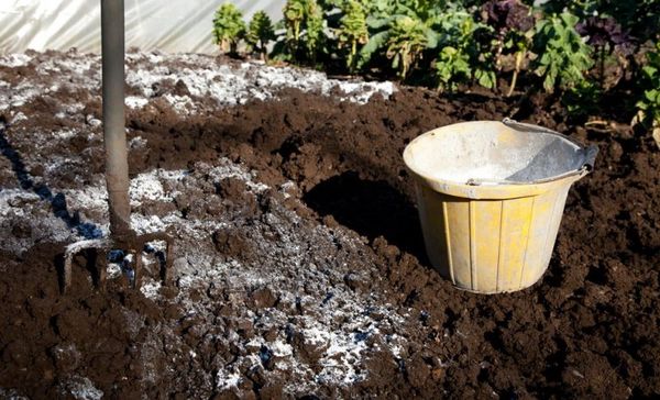  Pour prévenir les maladies avant de planter une citrouille, il faut chauler le sol