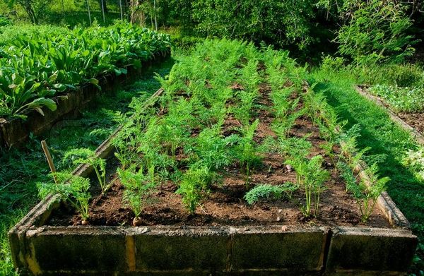  Préparation des lits pour la plantation de carottes