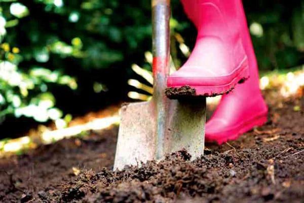  Lors de la préparation des plates-bandes pour les carottes, il est nécessaire de se débarrasser de toutes les particules solides.