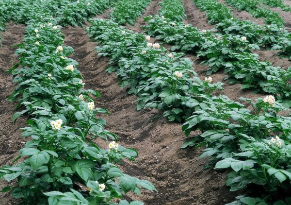  Plantarea cartofilor în crestături