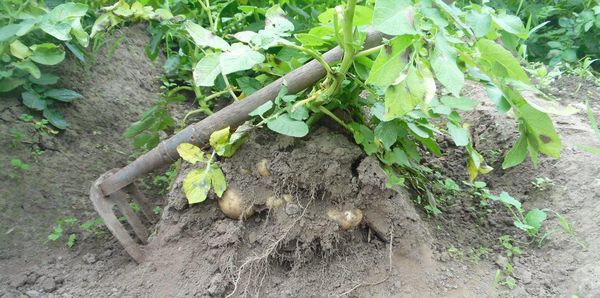  Când se plantează în creastă, oxigenul ajunge mai rapid la rădăcinile cartofilor