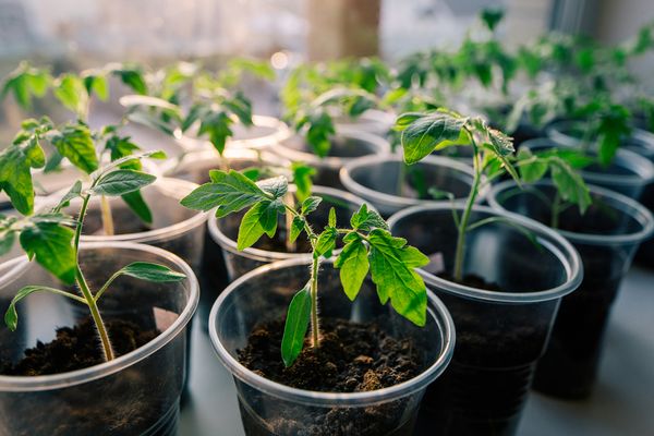  La couleur verte riche des plantules indique son état de santé.