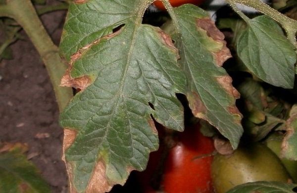  Макроскопия върху листата от доматено дърво