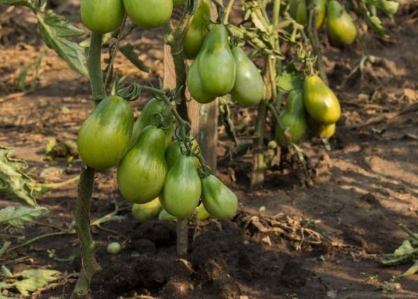  La variété Grusovka doit être liée à mesure que la jarretière grandit