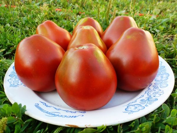  Здравословните доматени плодове трябва да се събират отделно от развалени