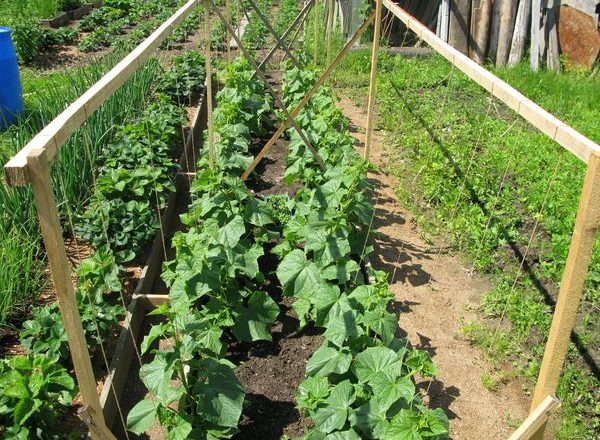  Cultiver des concombres dans le jardin