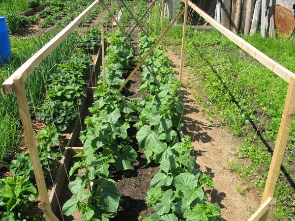  Cultiver des concombres dans le jardin