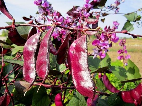  La couleur des gousses décoratives dépend directement de la variété