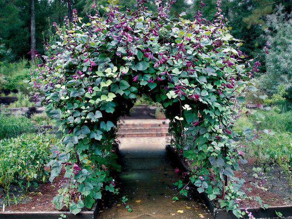  Arc de haricots décoratifs