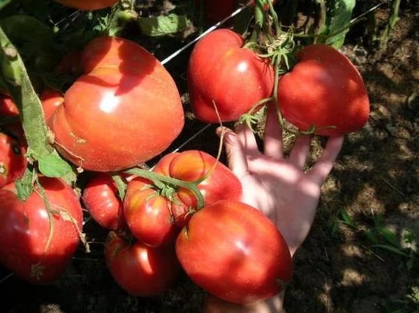  Tomatsmirakel av jorden